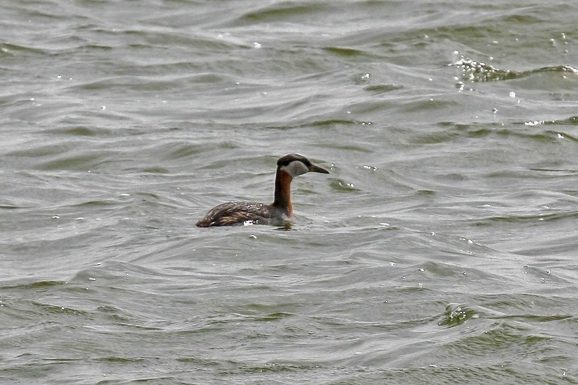 Red-necked Grebe - ML474143971