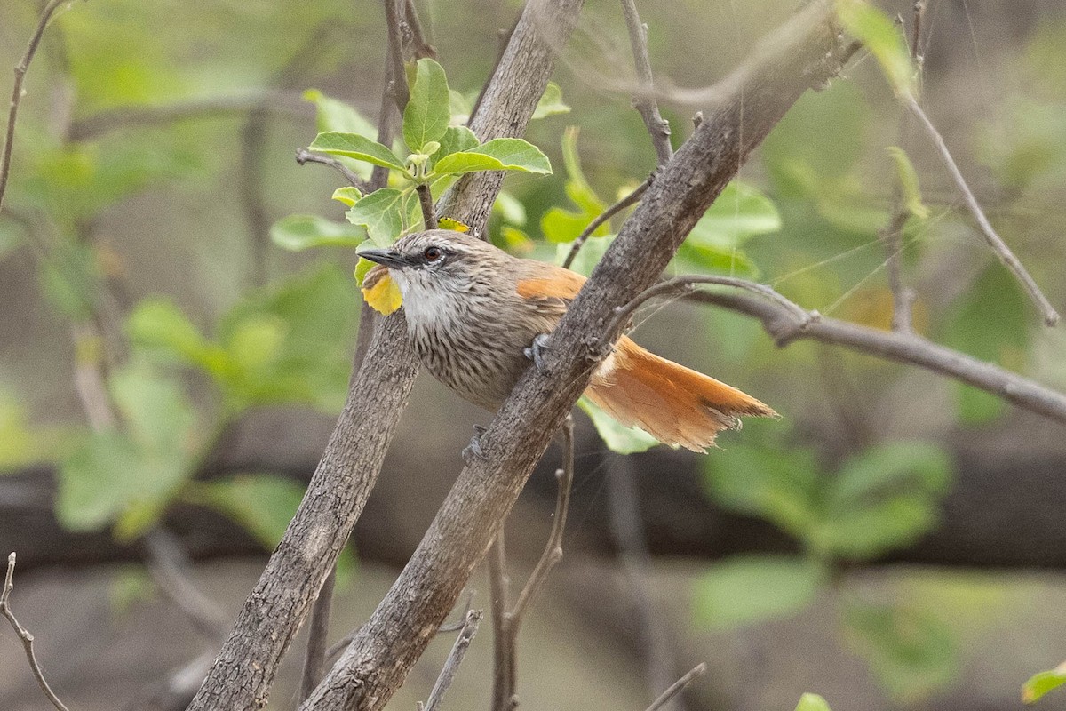 Necklaced Spinetail - ML474146561