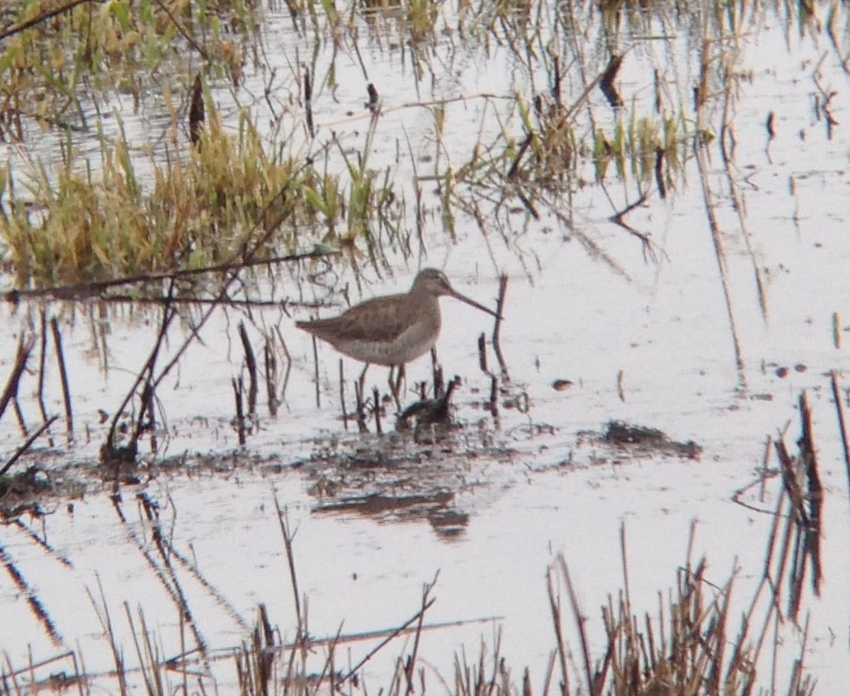 Long-billed Dowitcher - ML47417491