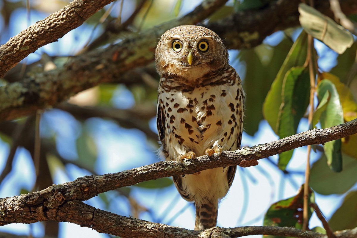 African Barred Owlet (Bar-fronted) - Nigel Voaden