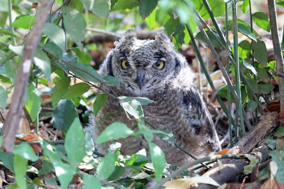 Spotted Eagle-Owl - ML47418251