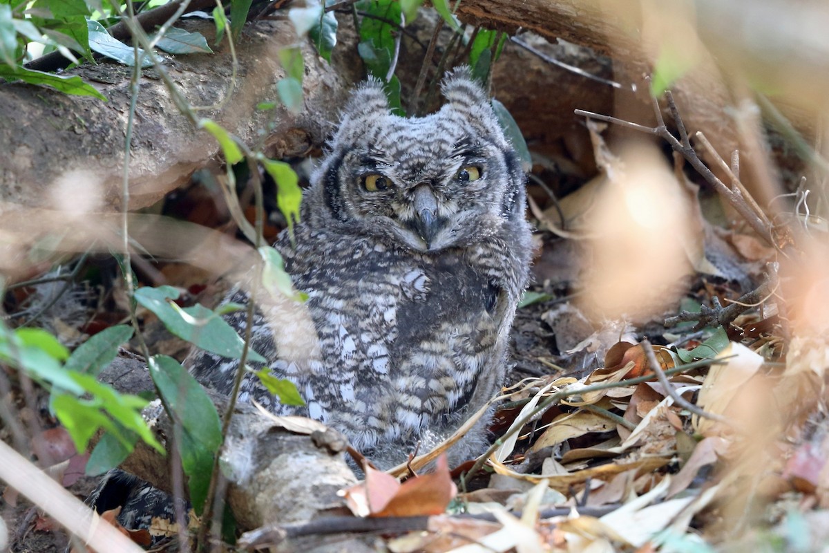 Spotted Eagle-Owl - ML47418281