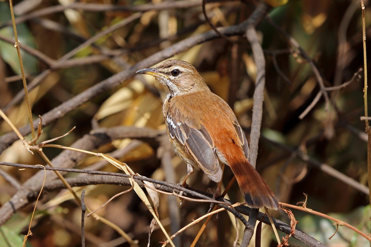 Red-backed Scrub-Robin (Red-backed) - ML47418301