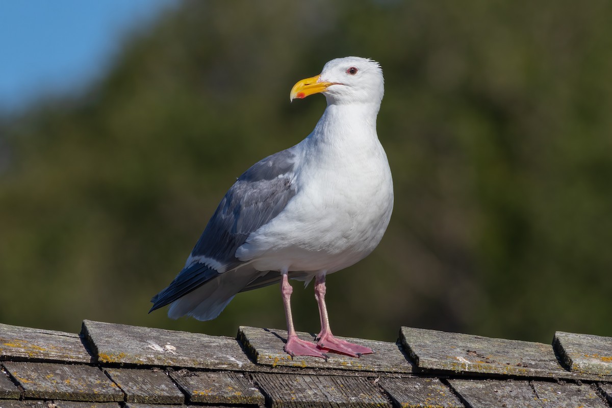 Glaucous-winged Gull - Foster Wang
