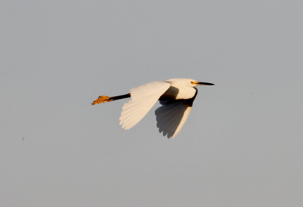 Snowy Egret - John Bruin
