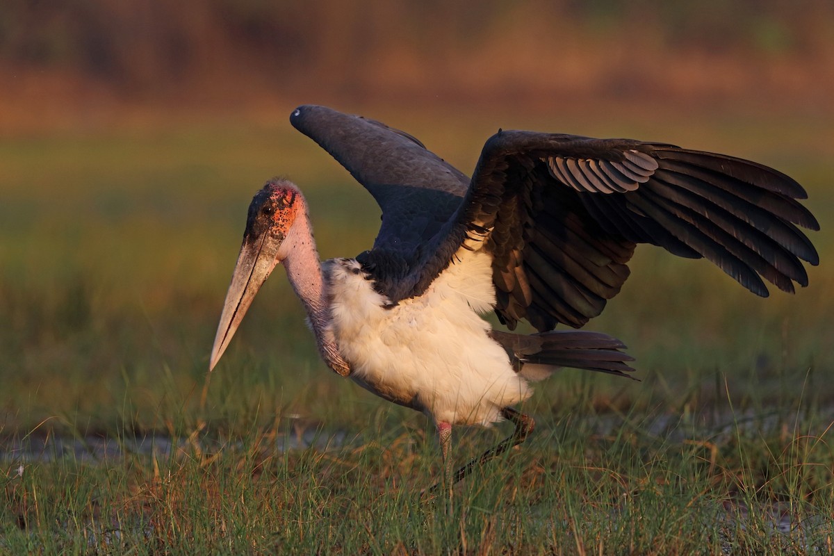 Marabou Stork - Nigel Voaden