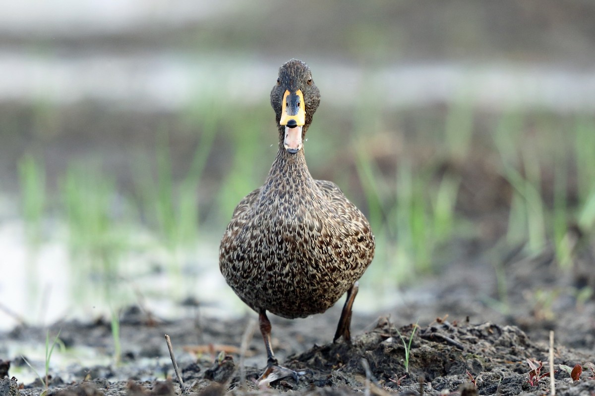 Yellow-billed Duck - Nigel Voaden