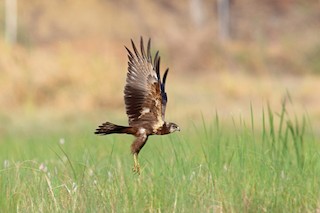  - African Marsh Harrier