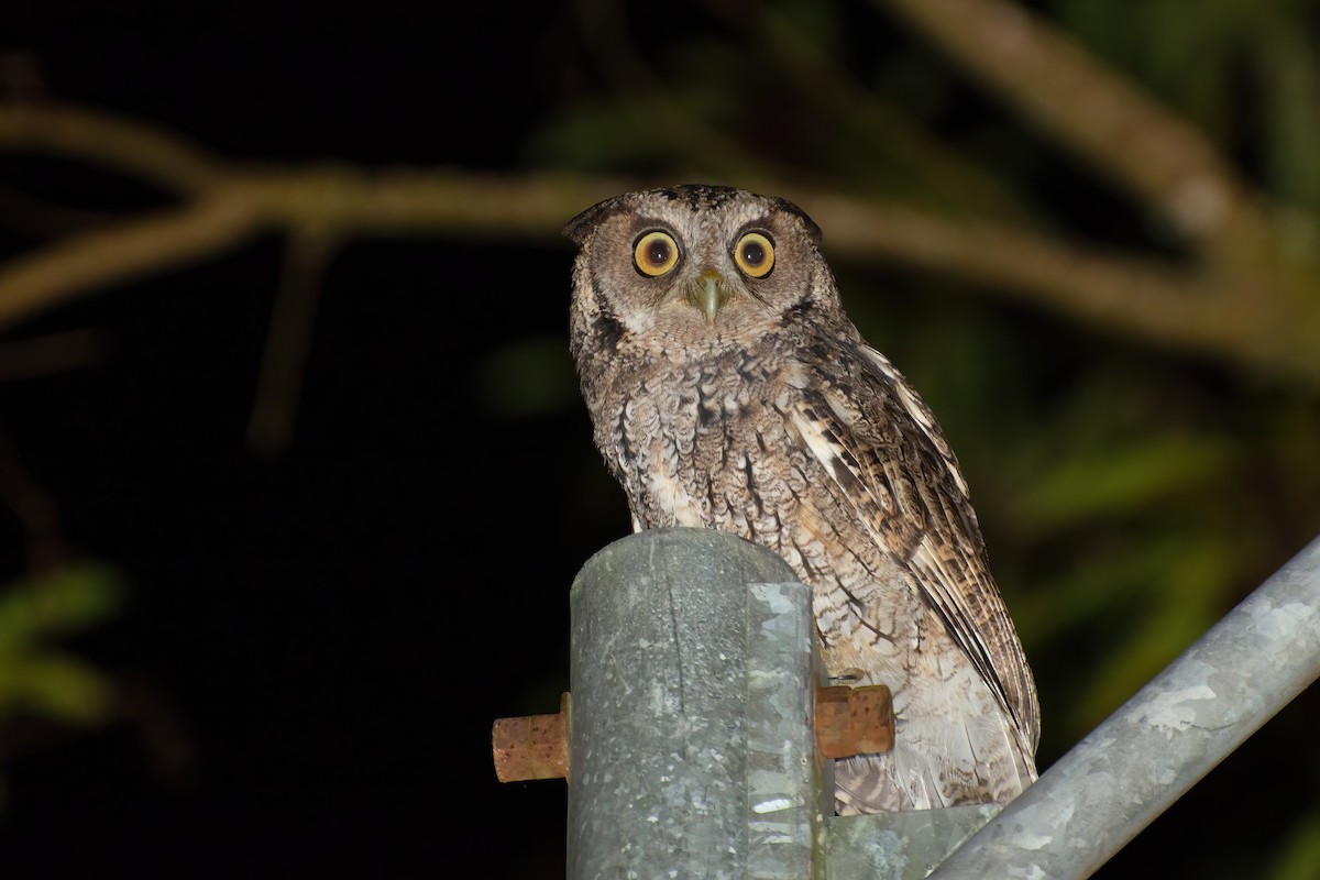 Long-tufted Screech-Owl - ML474195231