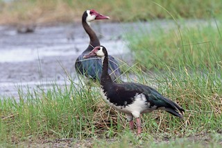 Spur-winged Goose (Northern), ML47419591