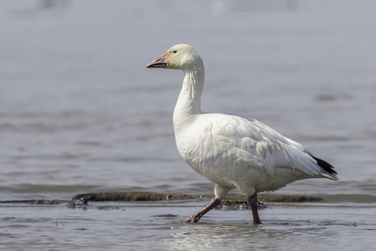 eBird Checklist 10 Aug 2022 RN de PointeYamachiche 38 species