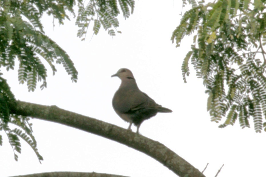 Red-eyed Dove - ML474197901