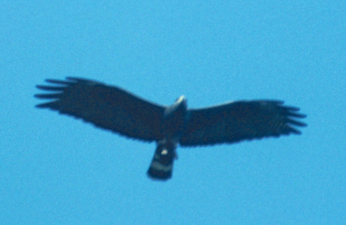 Zone-tailed Hawk - ML47420231
