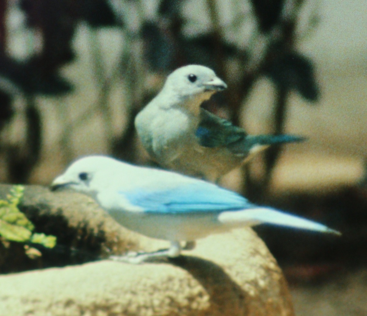 Blue-gray Tanager - ML47420351
