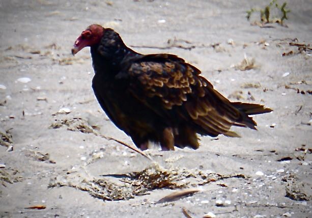 Turkey Vulture - ML474205241
