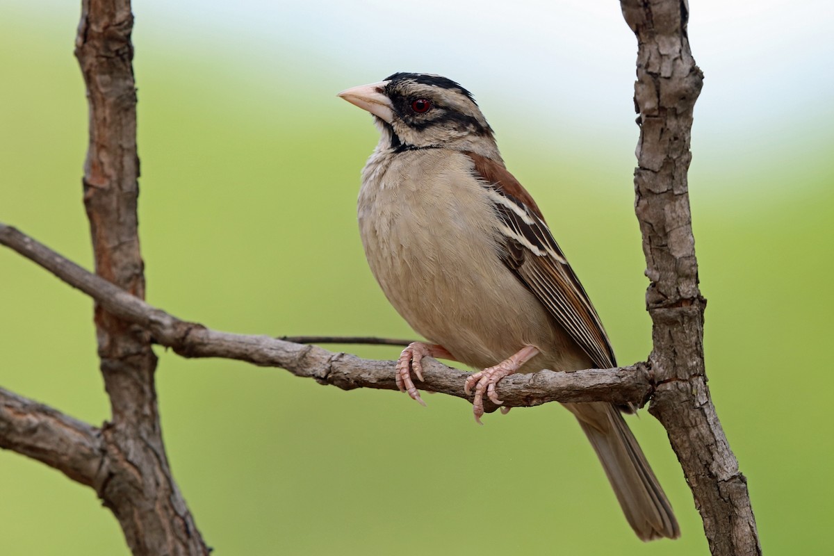 Chestnut-backed Sparrow-Weaver - Nigel Voaden