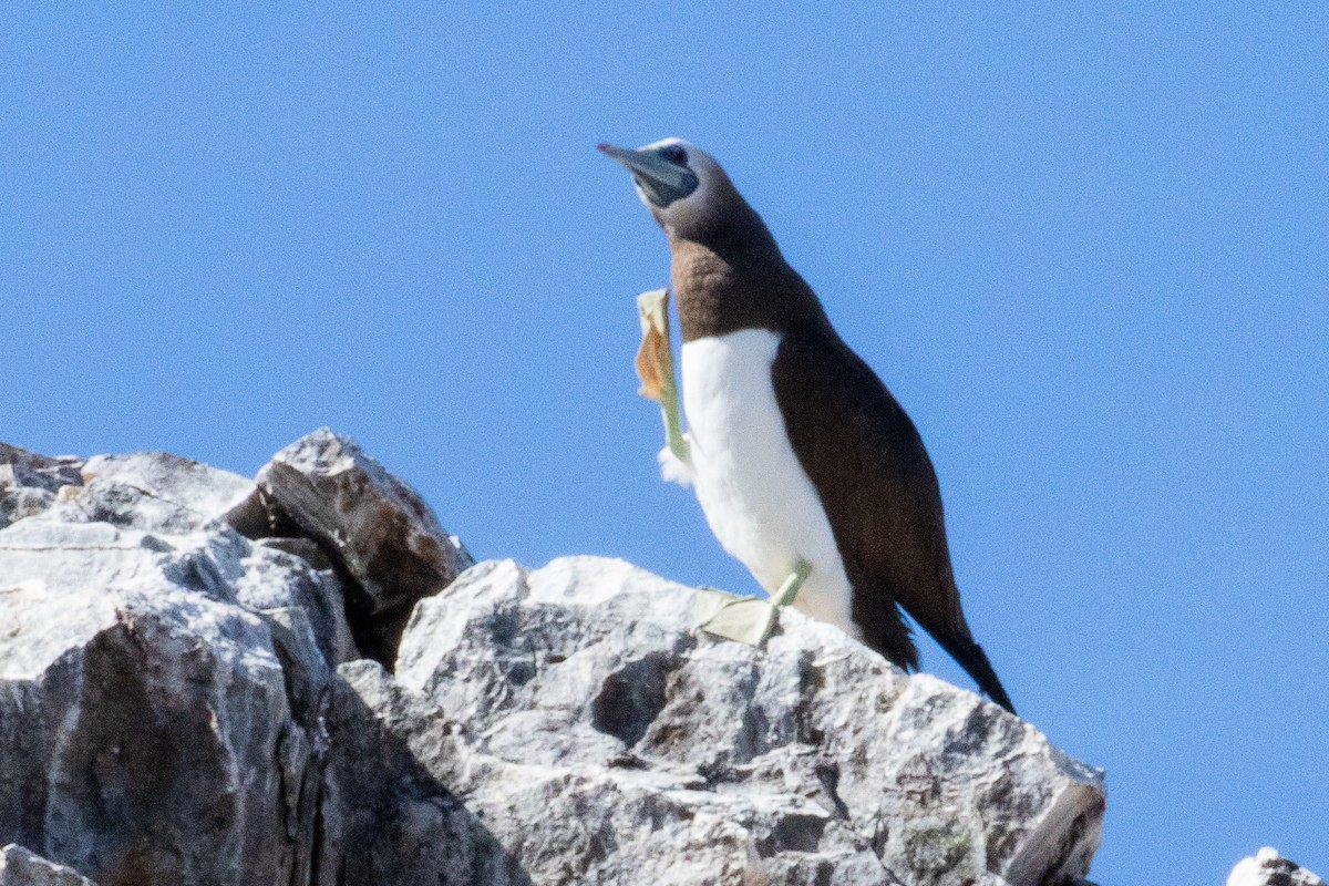 Brown Booby - ML474209891