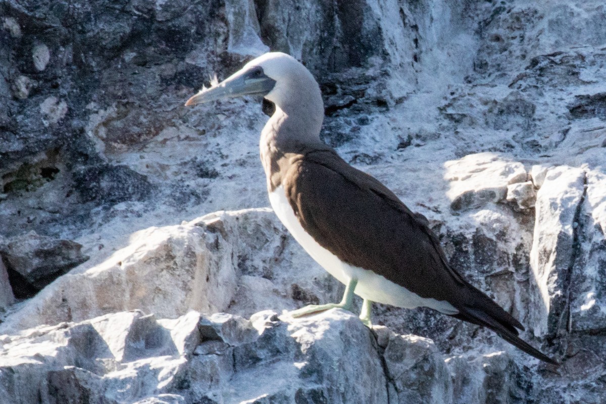 Brown Booby - ML474210091