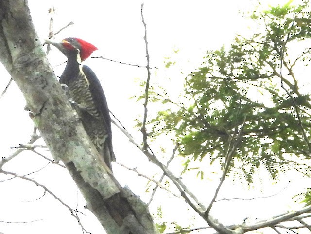 Lineated Woodpecker - ML474210571