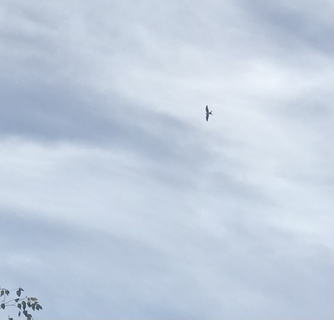 Swallow-tailed Kite - ML474213911