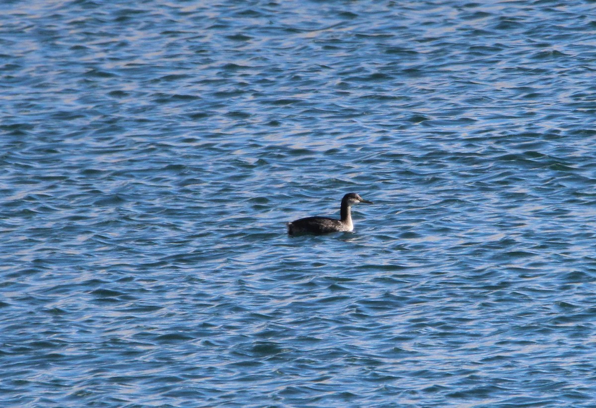 Red-necked Grebe - ML47421551