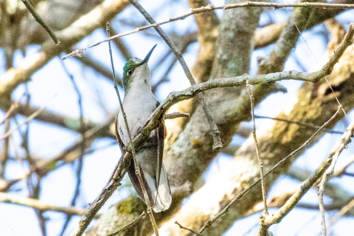 White-tailed Hummingbird - ML474216031