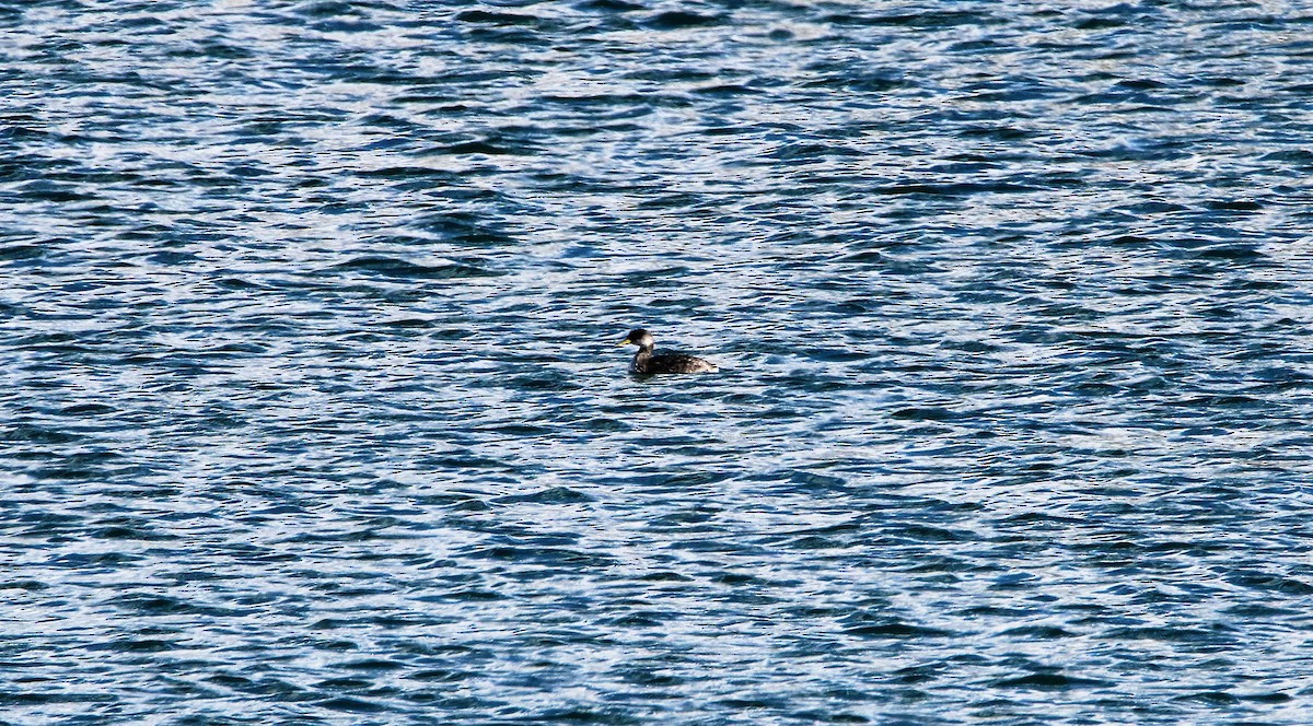 Red-necked Grebe - ML47421641