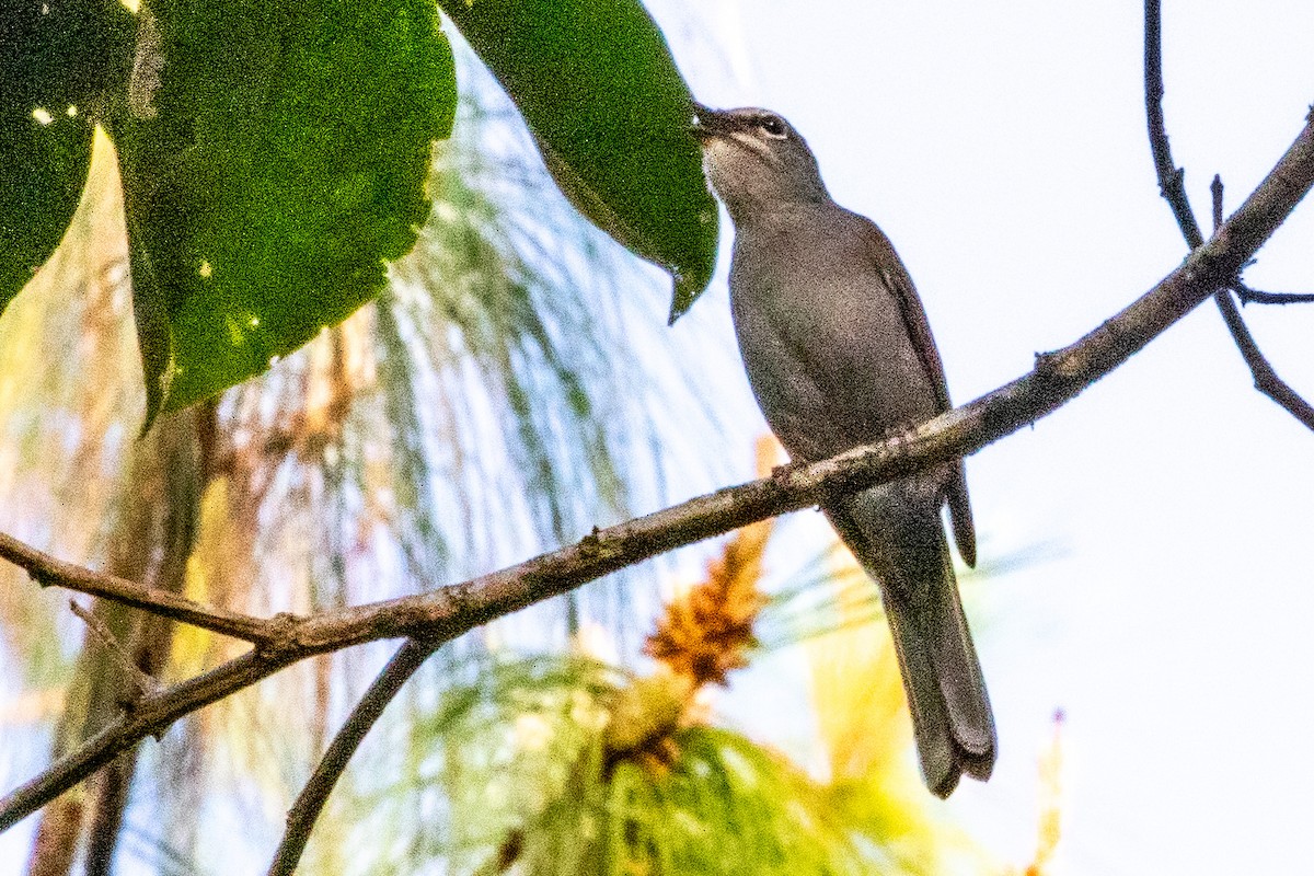 Brown-backed Solitaire - ML474216891