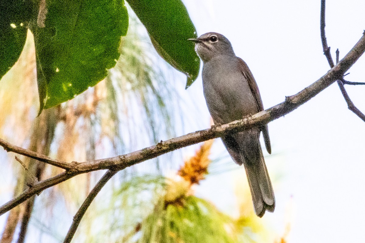 Brown-backed Solitaire - ML474216941
