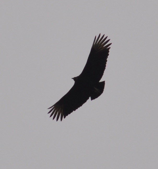 Black Vulture - ML47421791