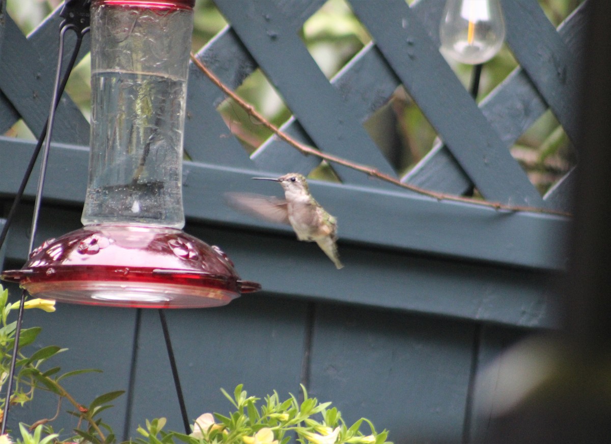 Ruby-throated Hummingbird - ML474221451