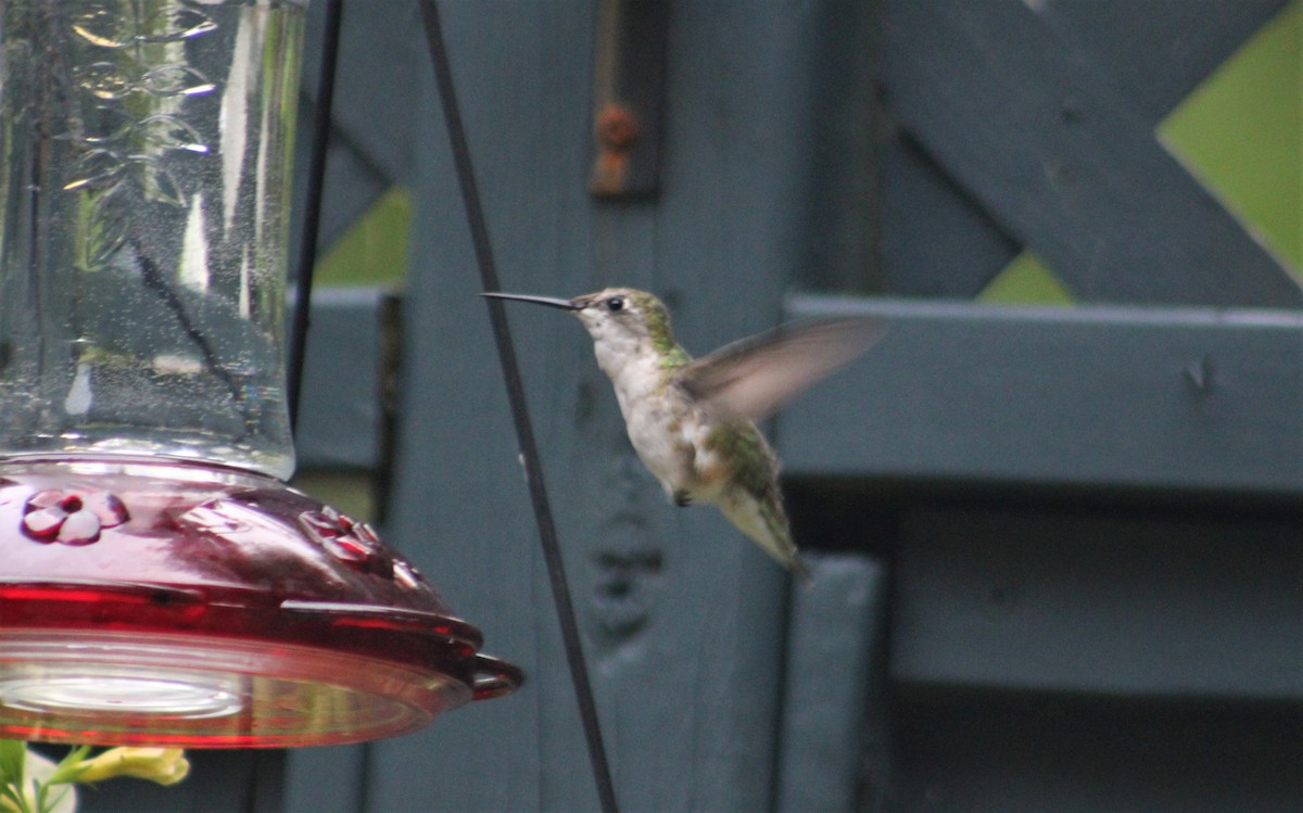 Ruby-throated Hummingbird - ML474221471