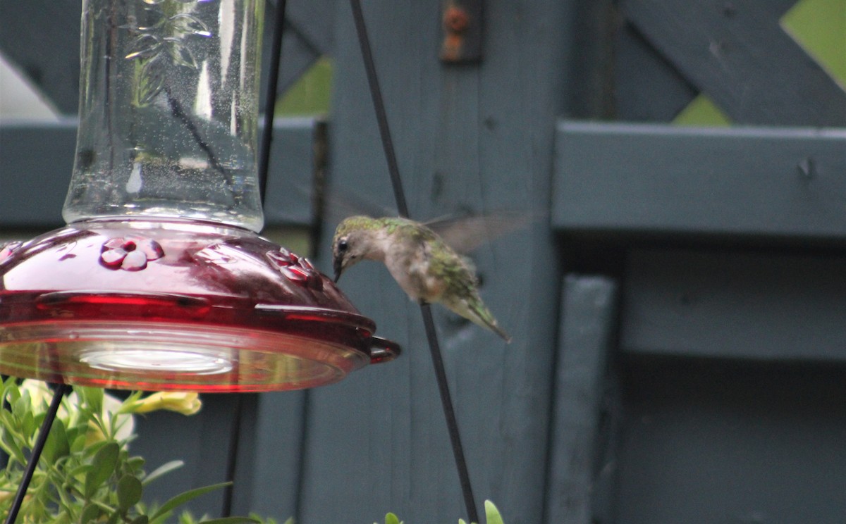 Ruby-throated Hummingbird - ML474221481