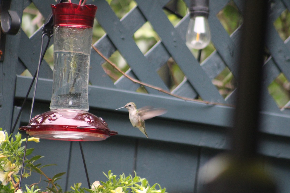 Ruby-throated Hummingbird - ML474221511