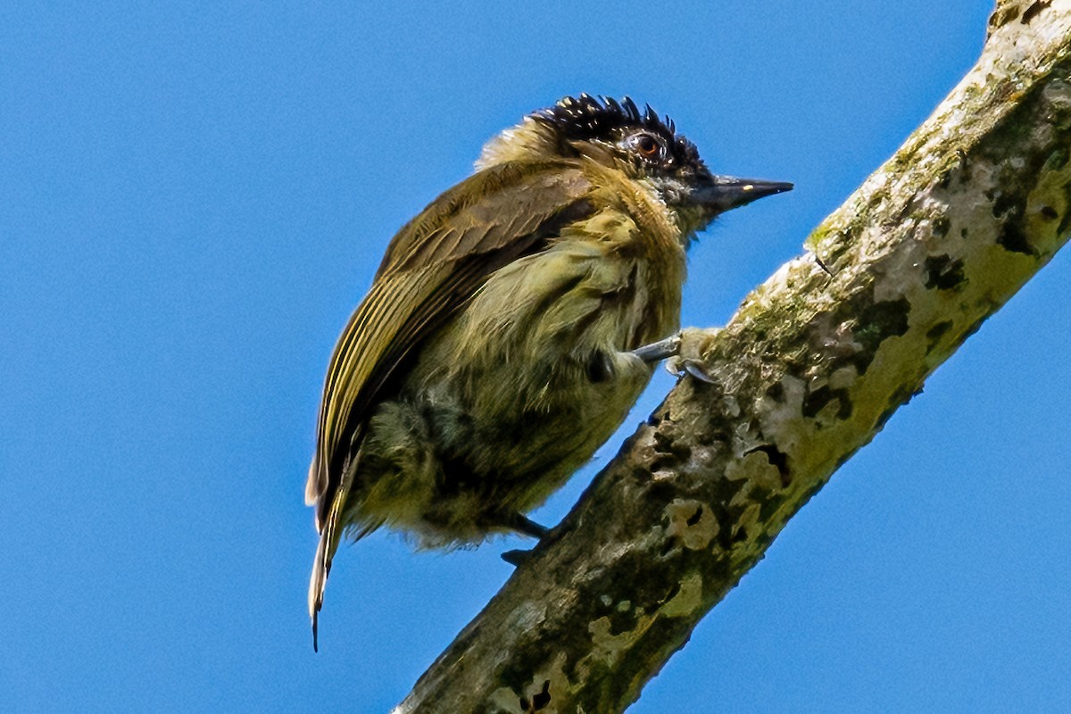 Olivaceous Piculet - ML474226521