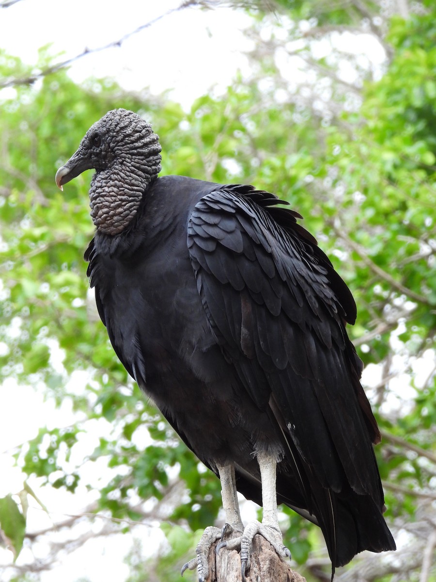 Black Vulture - ML474227251
