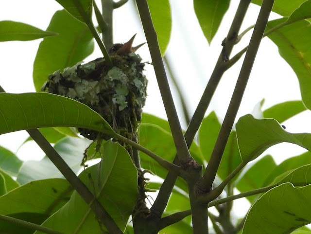 Rufous-tailed Hummingbird - ML474231401