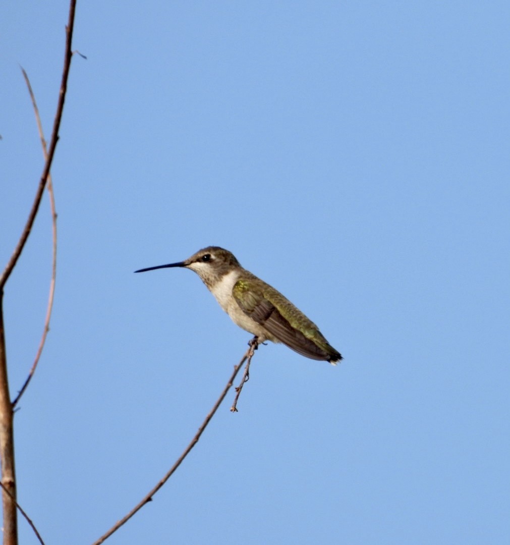 Black-chinned Hummingbird - ML474236911