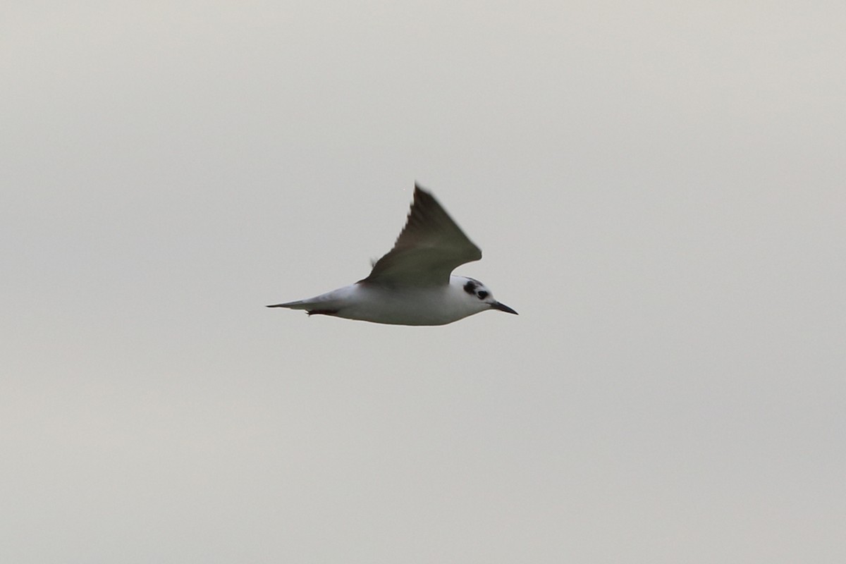 White-winged Tern - Nigel Voaden