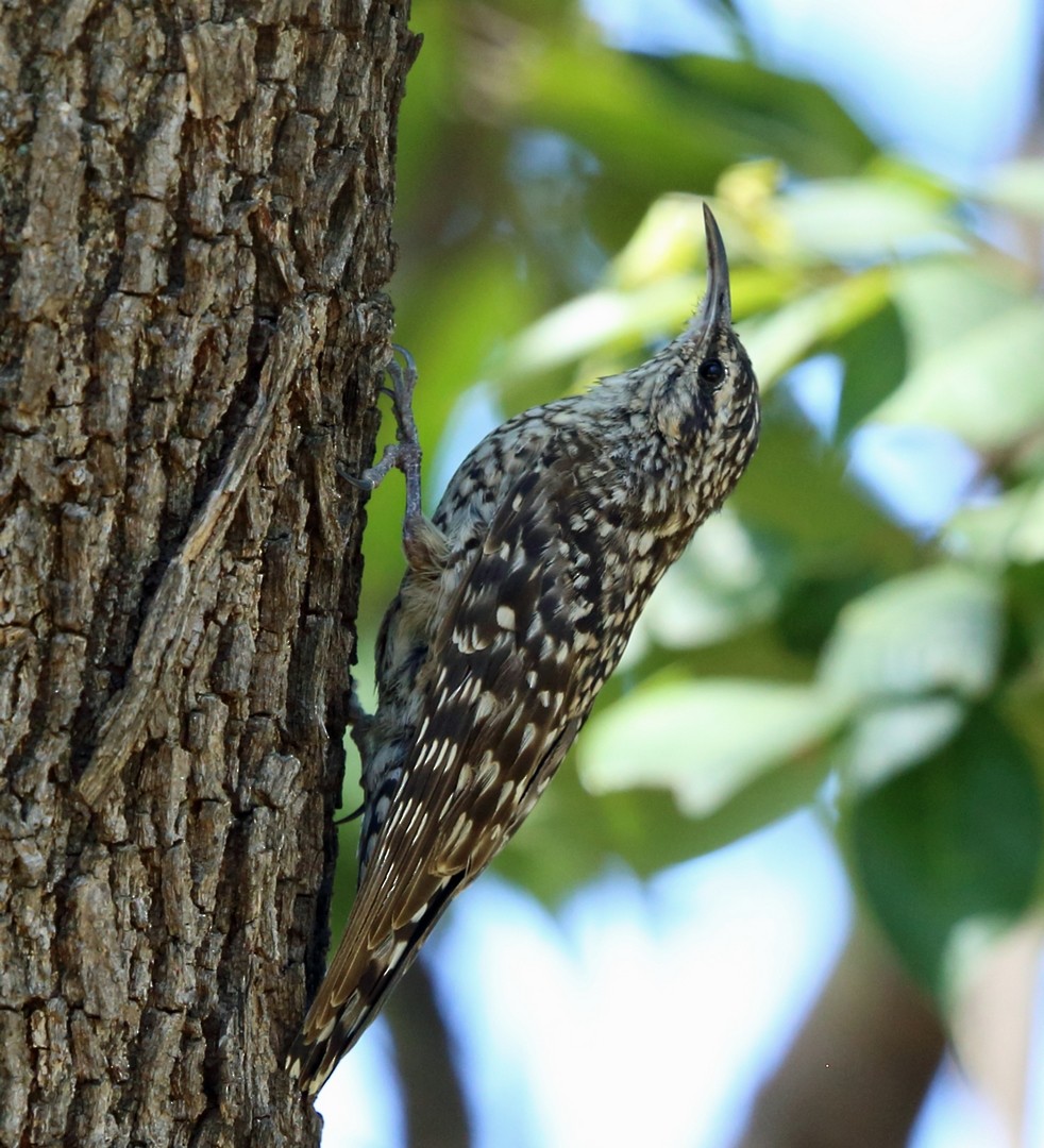 African Spotted Creeper - ML47424401
