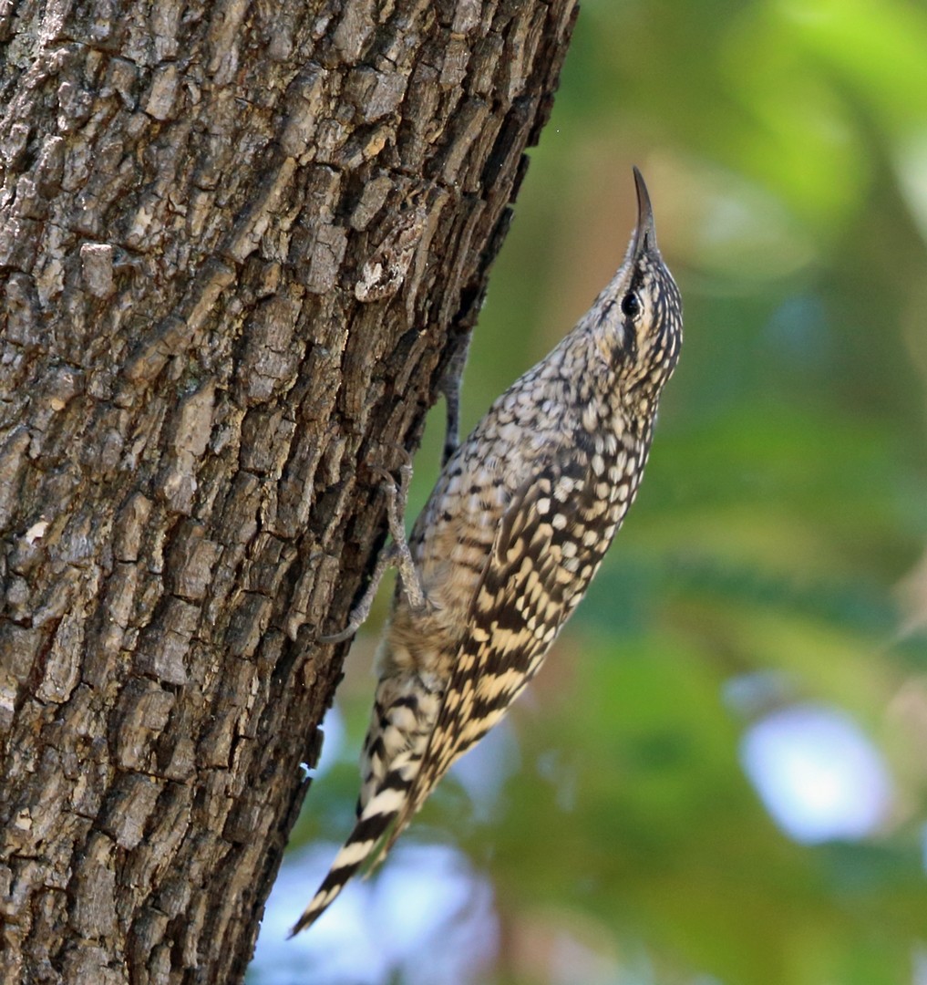 African Spotted Creeper - ML47424411