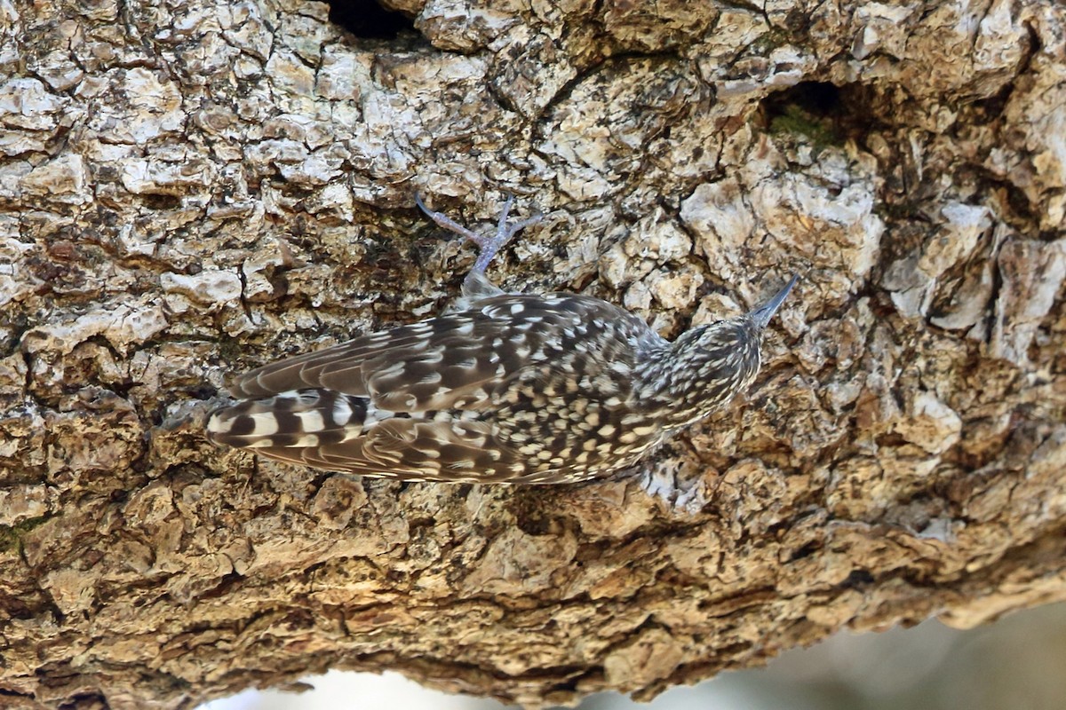 African Spotted Creeper - ML47424431