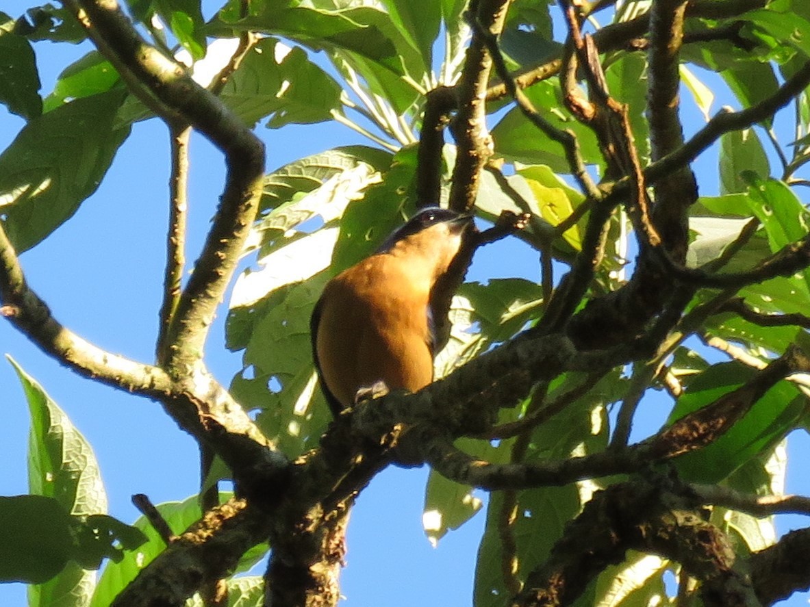 Fawn-breasted Tanager - ML474244311