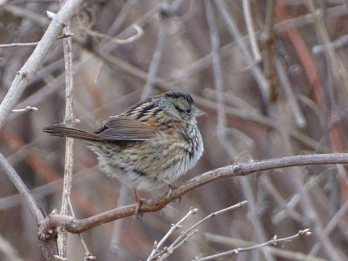Swamp Sparrow - ML47424481
