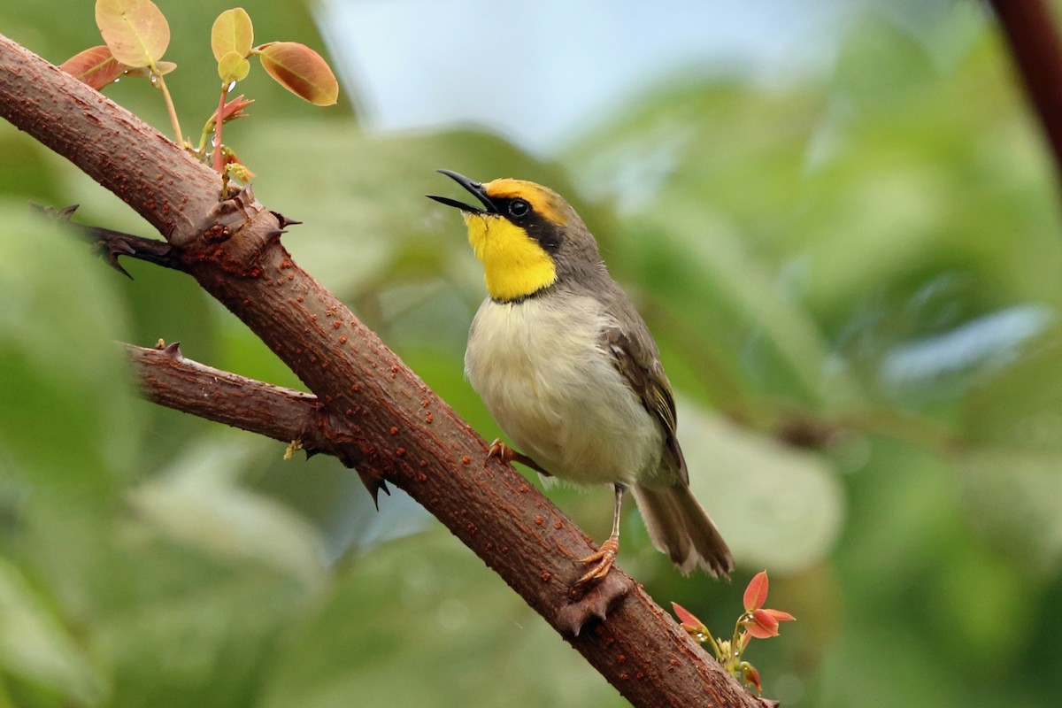 Black-necked Eremomela - Nigel Voaden