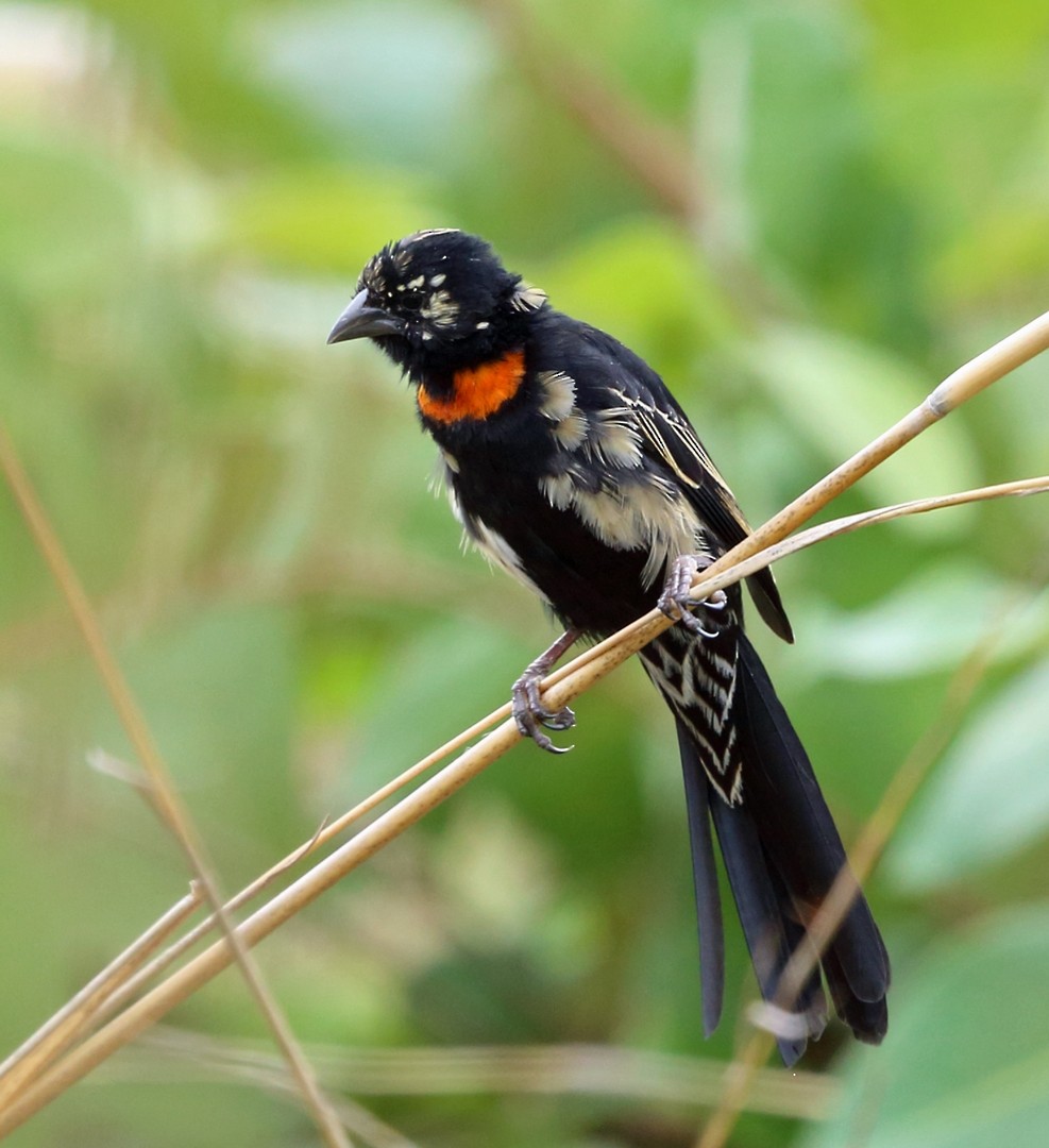 Red-collared Widowbird - Nigel Voaden