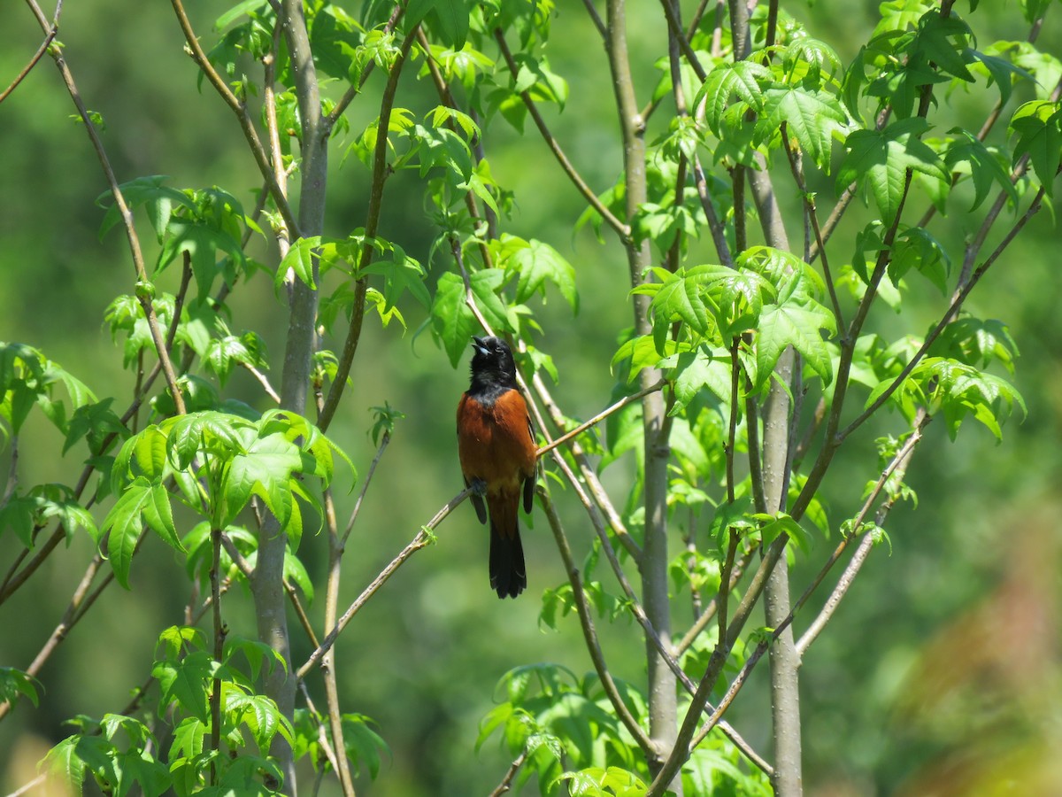 Orchard Oriole - ML474250261