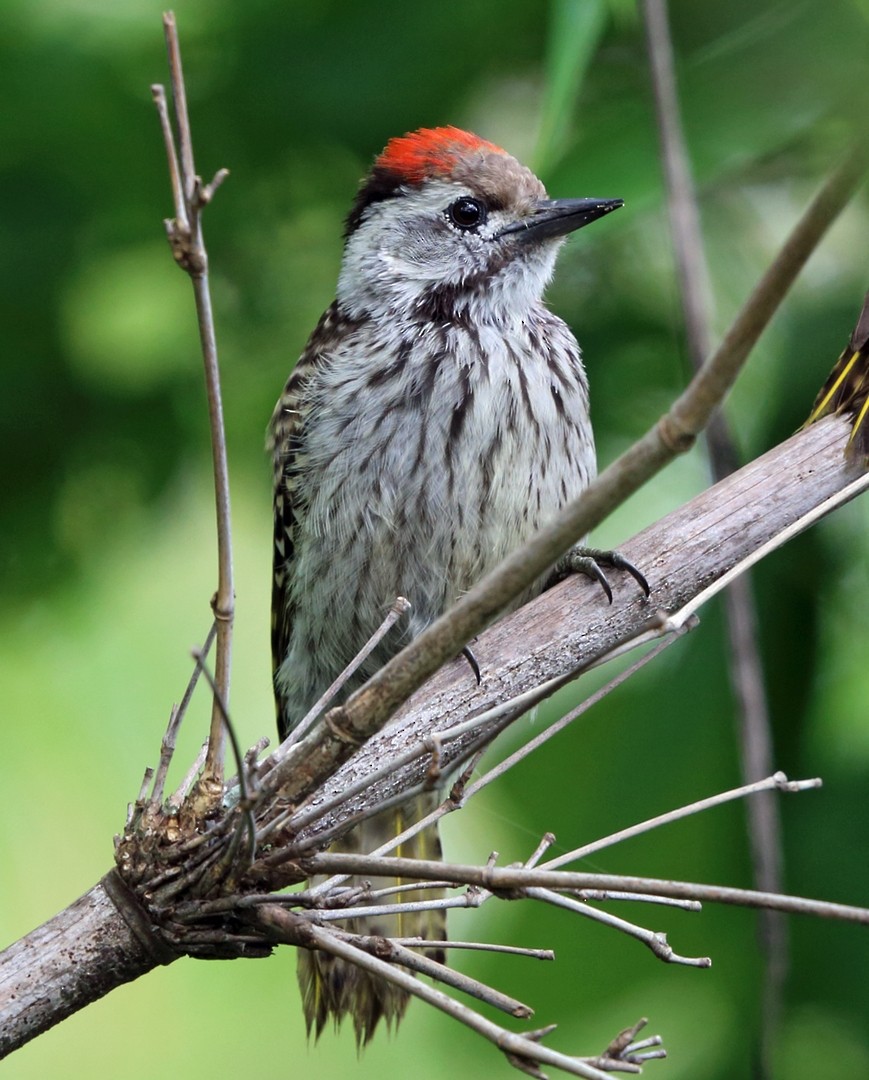 Cardinal Woodpecker - ML47425041