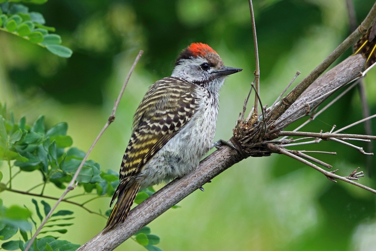 Cardinal Woodpecker - ML47425051