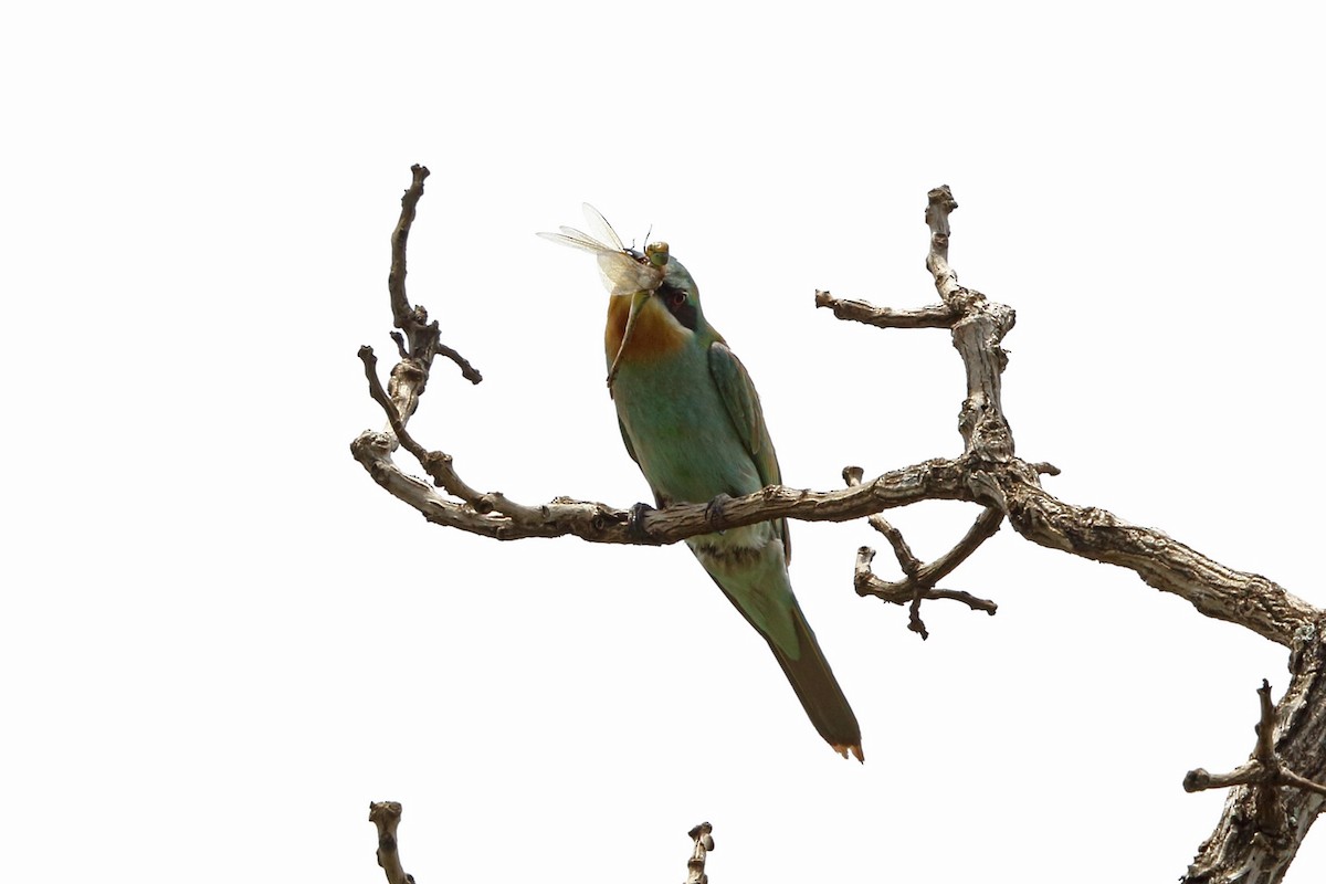 Blue-cheeked Bee-eater - ML47425061